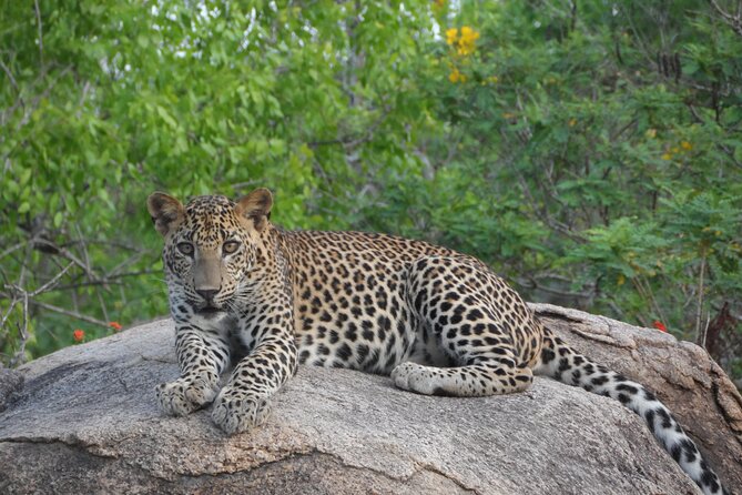 Full Day Safari ( The Best for Leopards ) in Yala - Dawn in Yala and the search for leopards