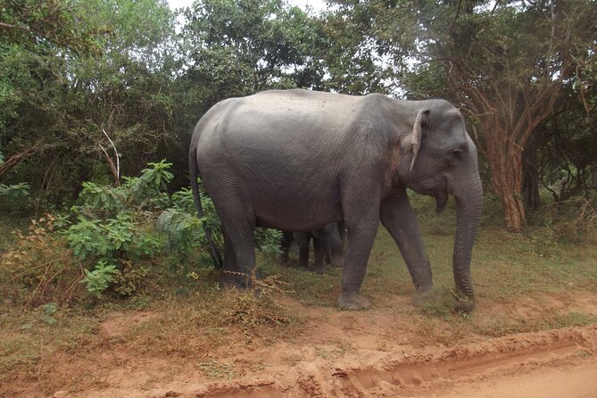 Full Day Safari Tour in Yala National Park - Why a full day makes sense in Yala