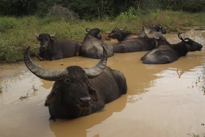 Full Day Safari Tour in Yala National Park - What you may see beyond the leopard