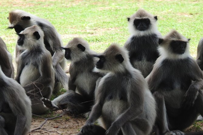 Full Day Safari Tour in Yala National Park - Searching for leopards without false promises