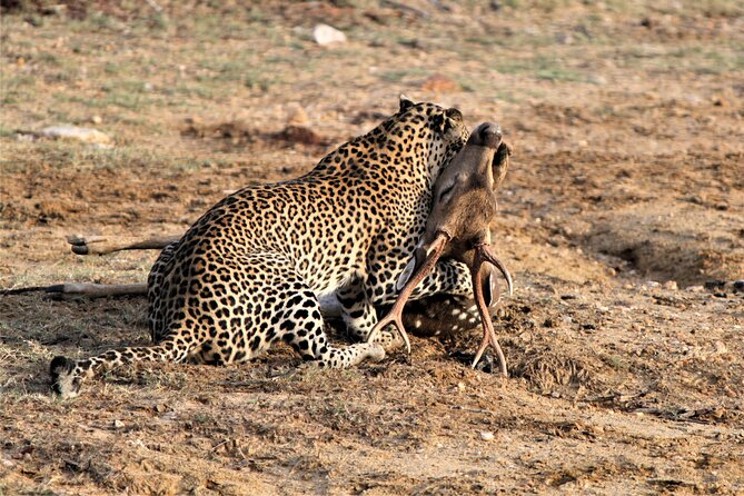 Full Day Safari Tour in Yala National Park - Breakfast, lunch, fruit, and the midday pause