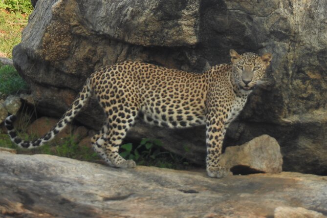 Full Day Safari Tour in Yala National Park - Who will enjoy this safari most