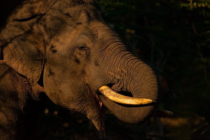Full Day Safari Tour Yala - Why a full day in Yala makes sense