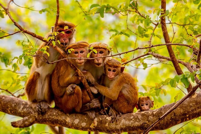 Full Day Safari Tour Yala - The leopard search
