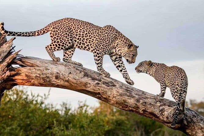 Full Day Safari Tour Yala - Elephants, sloth bears, and the wider wildlife list
