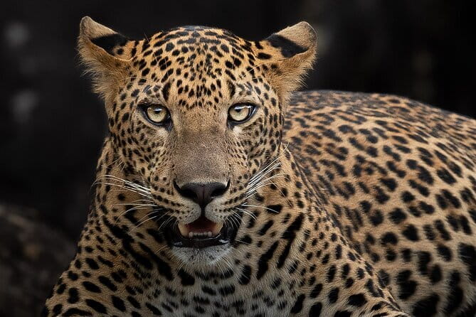 Full Day Safari Tour Yala - Is the $96 price good value?