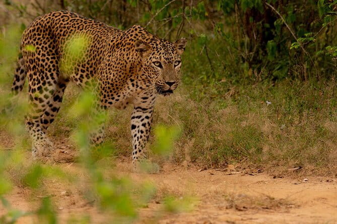 Full Day Safari Tour Yala - Who should book this Yala safari?