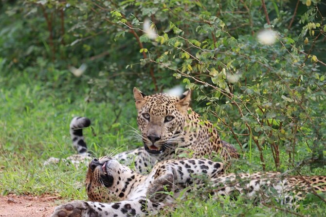 Full day Safari - Yala National Park - 04.30 am to 06.00 pm with - Janaka safari - Key points to know before booking