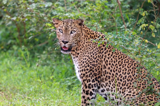 Full day Safari - Yala National Park - 04.30 am to 06.00 pm with - Janaka safari - Inside the luxury safari jeep