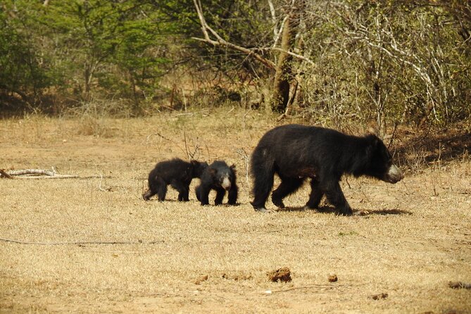 Full day Safari - Yala National Park - 04.30 am to 06.00 pm with - Janaka safari - The midday pause from 12:00 to 2:00
