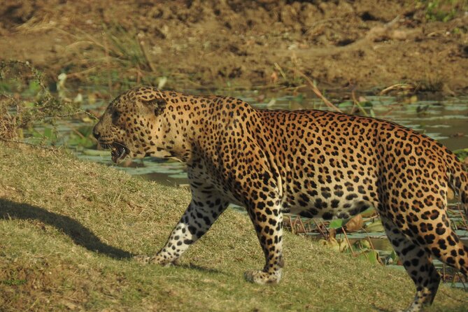 Full day Safari - Yala National Park - 04.30 am to 06.00 pm with - Janaka safari - The last afternoon hours