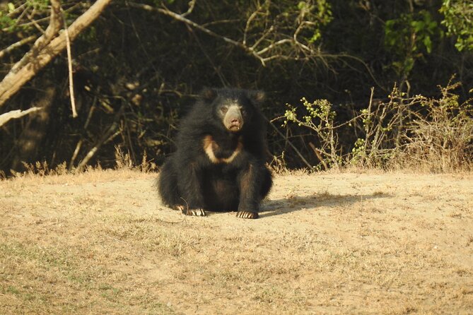 Full day Safari - Yala National Park - 04.30 am to 06.00 pm with - Janaka safari - What the $57.99 price really covers