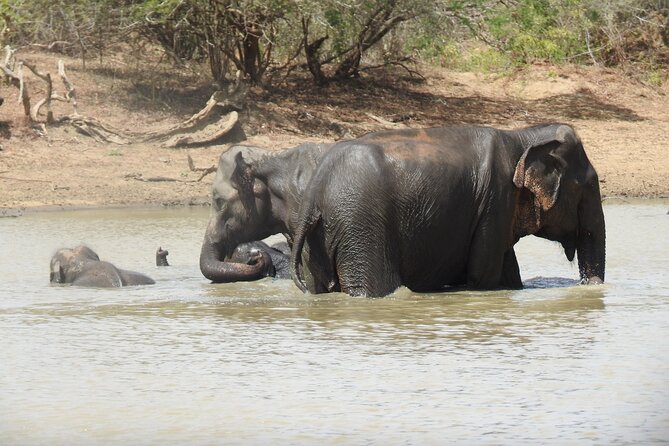 Full day Safari - Yala National Park - 04.30 am to 06.00 pm with - Janaka safari - Group size, comfort, and practical concerns