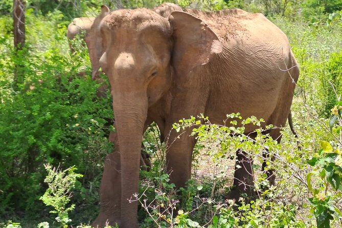 Fully Private Udawalawe National Park Safari Tour - A closer look at the pickup stops