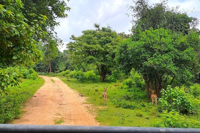 Fully Private Udawalawe National Park Safari Tour - Leaving Galle for an 8 to 10 hour day