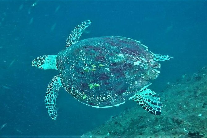 Fun Dives For Certified Divers - Why Unawatuna makes a useful base