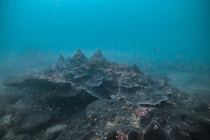 Fun Dives For Certified Divers - The guide support matters more than the scenery