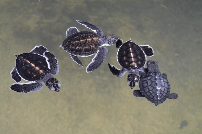 Galle Day Tour: Boat Safari, Dutch Fort, Stick Fishing & Turtles - Remembering the 2004 tsunami