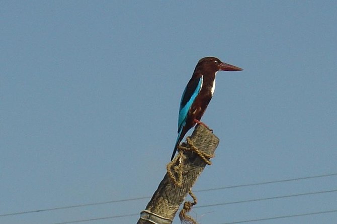 Galle Day Tour: Boat Safari, Dutch Fort, Stick Fishing & Turtles - Seeing the fishing poles at Koggala