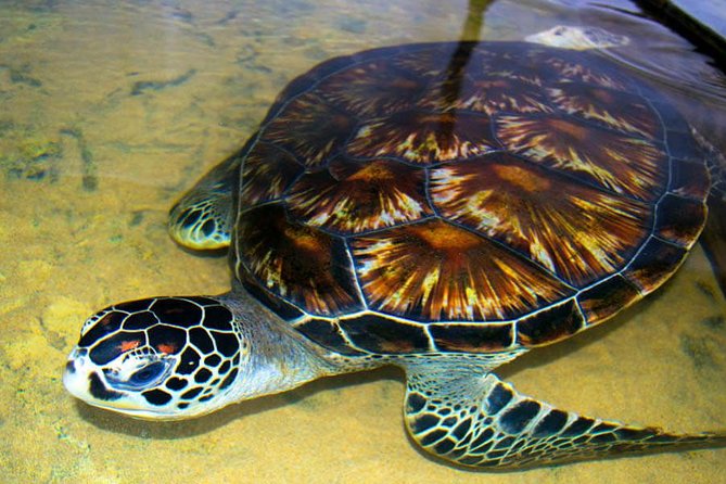 Galle Day Tour from Colombo or Negombo by Private Car , Van with Driver - Hikkaduwa is your second beach stop