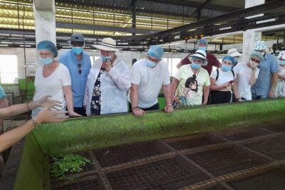 Galle Day Tour with River Safari, Tea Plantation & Sea Turtle