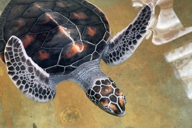 Galle Day Tour with Turtle Hatchery & River Boat Safari - Turtle beach and time near the water