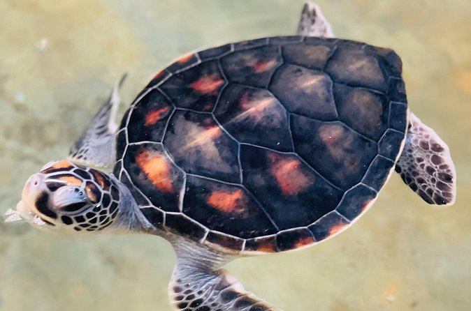 Galle Day Tour with Turtle Hatchery & River Boat Safari - Galle Fort, with a tuk tuk-style local tour