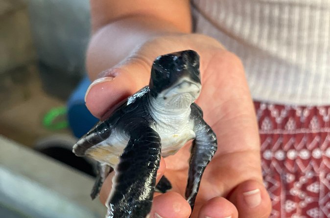 Galle Day Tour with Turtle Hatchery & River Boat Safari - How the seven-hour schedule works