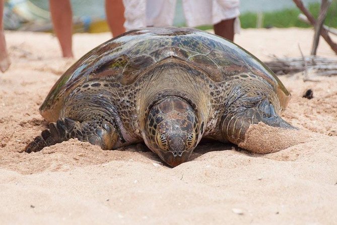 Galle Day Trip From Colombo - Should you book this Colombo to Galle trip?
