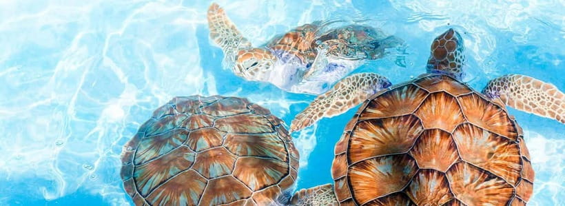 Galle Day Trip - River Safari, Sea Turtle & Stilt Fishermen - Lunch, transport, and what the $80 covers