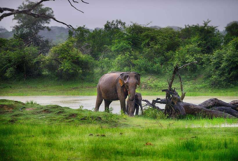 Galle/Mirissa/Hiriketiya: Drop to Ella & Udawalawa Safari - The value of a good safari guide
