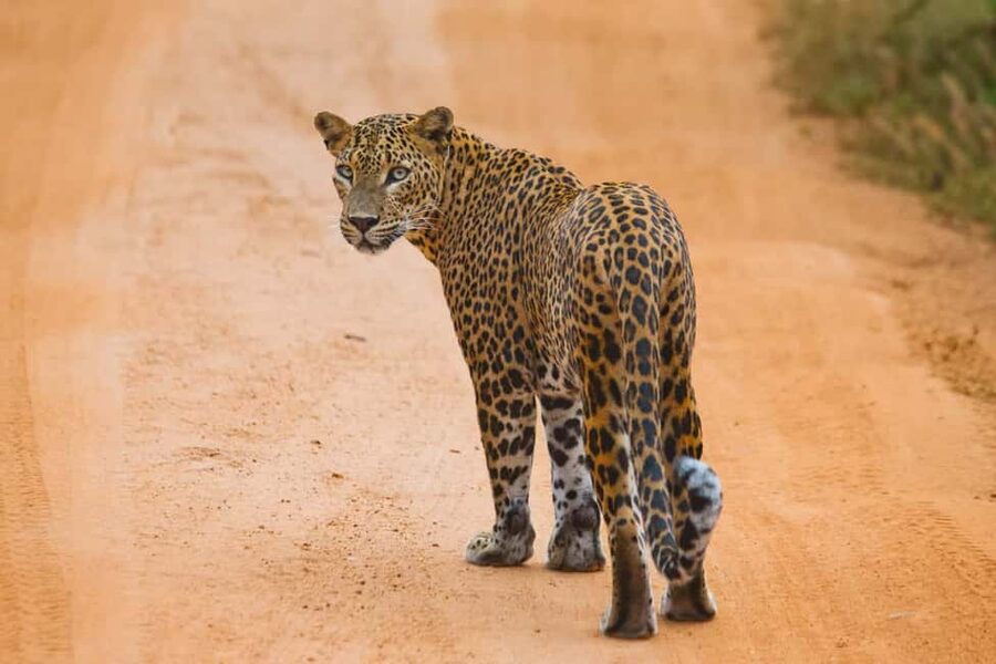 GALLE/MIRISSA/TANGALLE/HIRIKETIYA DROP to ELLA & YALA SAFARI - Key points to know before booking