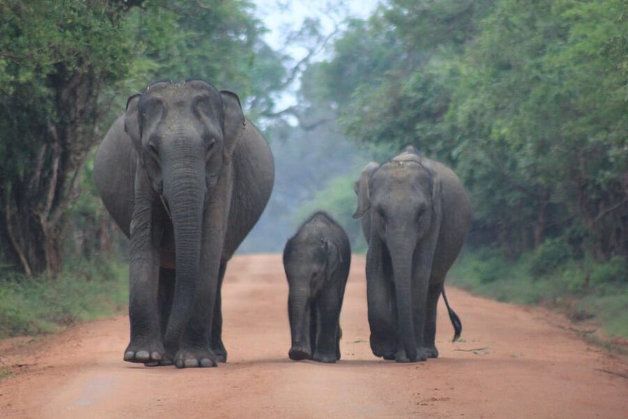 GALLE/MIRISSA/TANGALLE/HIRIKETIYA DROP to ELLA & YALA SAFARI - The second one-hour wildlife session