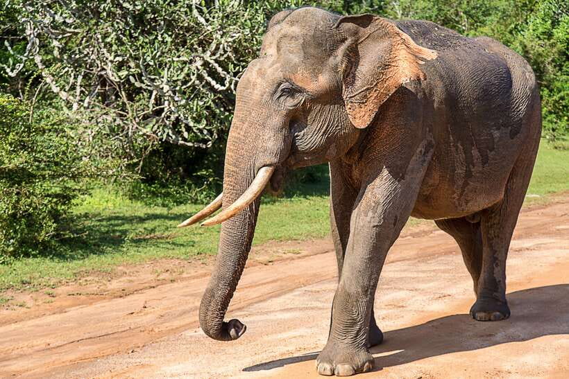 Galle/Mirissa/Tangalle: Transfer to Ella & Yala Safari - Why this transfer makes sense on a Sri Lankan itinerary
