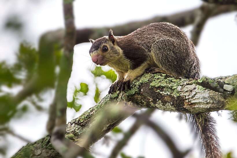 Galle/Mirissa/Tangalle: Transfer to Ella & Yala Safari - After Yala, continue toward Ella