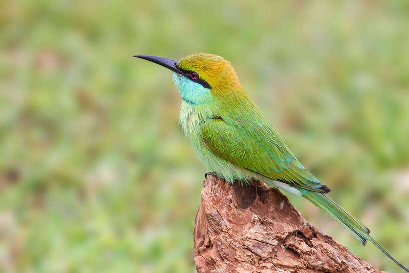 Galle/Mirissa/Tangalle: Transfer to Ella & Yala Safari - The real price: $11 plus the Yala fee