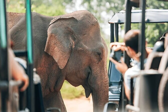 Galle/Mirissa/Tangalle: Transfer to Ella & Yala/Udawalawa Safari - What you might see, and what you should not expect