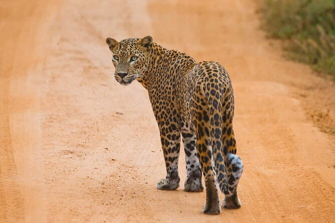 Galle/Mirissa/Tangalle: Transfer to Ella & Yala/Udawalawa Safari - Who should book this experience?