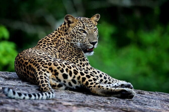 Galle/Mirissa/Tangalle: Transfer to Ella & Yala/Udawalawa Safari - What the open jeep changes
