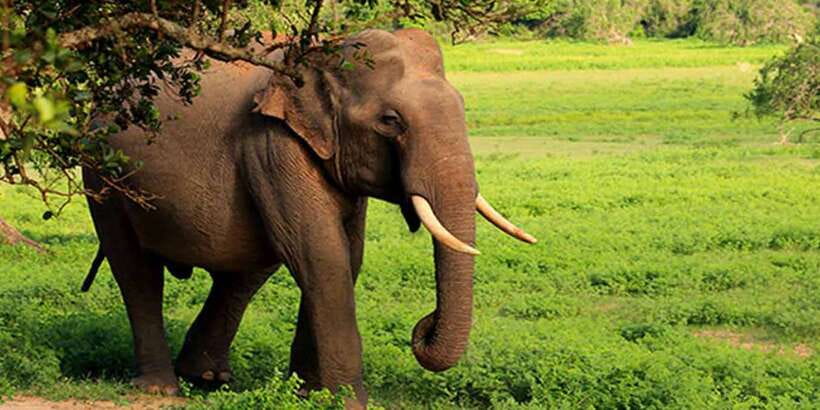 Galle/Mirissa: Yala & Udawalawe Safari Day Trip with Picnic - What the $101 price really covers