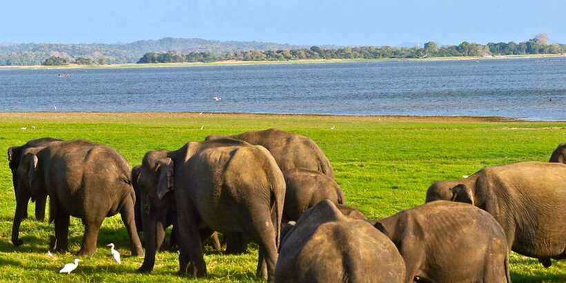 Galle/Mirissa: Yala & Udawalawe Safari Day Trip with Picnic - Comfort, communication, and the day’s pace