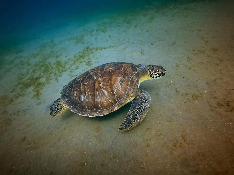Galle Private Day Tours with Sea Turtles visit & Boat Safari - A full southern Sri Lanka day, not just a Galle visit