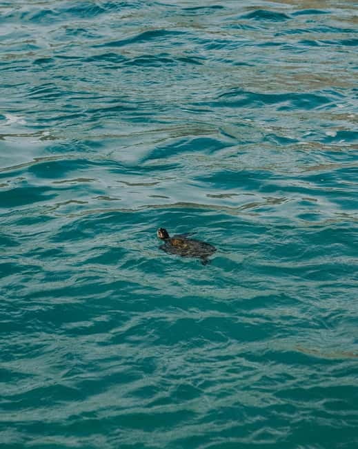 Galle Private Day Tours with Sea Turtles visit & Boat Safari - Who should book this Galle day tour?
