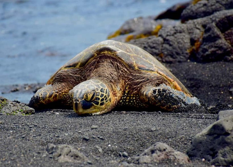 Galle Private Day Tours with Sea Turtles visit & Boat Safari - Turtle Beach: a chance to see wildlife in the wild