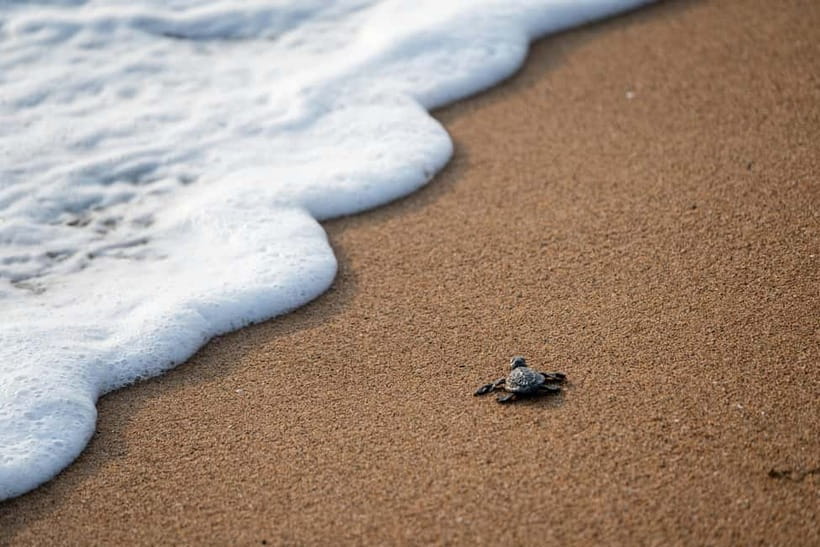 Galle Private Day Tours with Sea Turtles visit & Boat Safari - The guides make the private format useful
