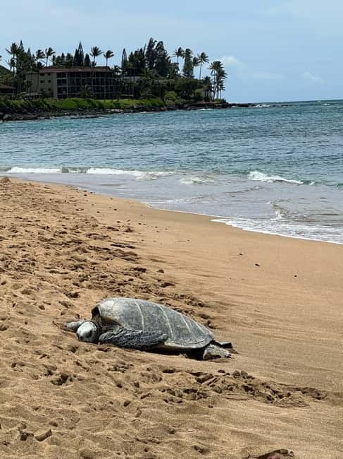 Galle Private Day Tours with Sea Turtles visit & Boat Safari - Timing, comfort, and the long-road trade-off