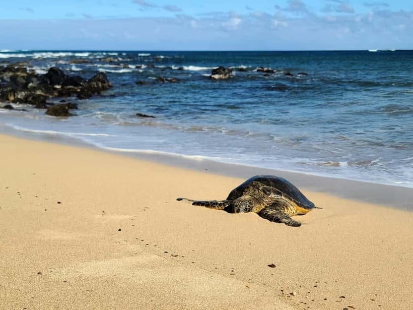 Galle Private Day Tours with Sea Turtles visit & Boat Safari - What is included, and what needs checking first