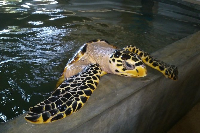 Galle Sightseein Rickshaw Tour - Habaraduwa Turtle Hatchery and the conservation message