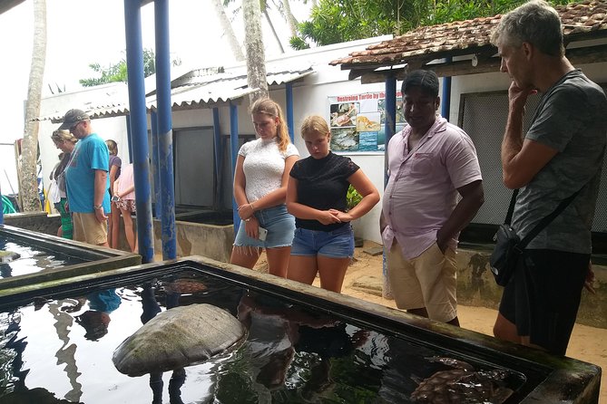 Galle sightseeing tour - The Habaraduwa turtle hatchery