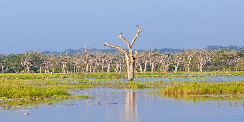 Galle/Unawatuna/Weligama/Mirissa: Yala National Park Safari - Leopards, elephants, and the animals in between